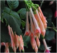 Fuchsia 'Traudchen Bonstedt 'oranjezalmkleurig