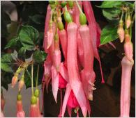 Fuchsia 'Trumpeter' flowers