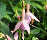 Fuchsia 'White'knights'Pearl'vn