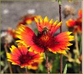 Gaillardia 'Arizona Sun' bijenplant closeup