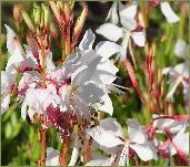 Gaura lindheimeri 'White Dove' closeupvn