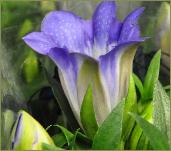 Gentiana Rocky Diamond 'closeup