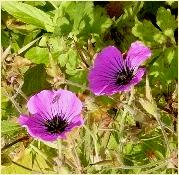 Geranium macrorrhizum 'Czakor'