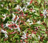 Gillenia trifoliata driebladige braakwortel spirea