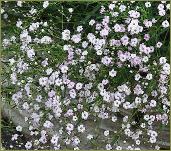 GypsophilaRosenschleiercloseup