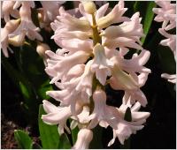 HyacinthusorientalisChinaPinkCloseup