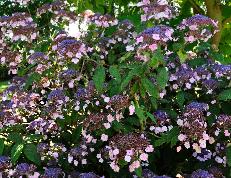 HydrangeaasperaAnthonyBullivantglobalview