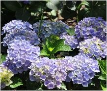 HydrangeamacrophyllaXiannice