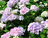 HydrangeamacrophyllaAlaskabloeijulivnn