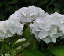 Hydrangea_macrophylla_'Soeur_Therese'_bloei_juli-vnnn