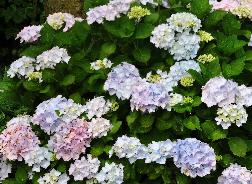 HydrangeamacrophyllaAlaskavnnborderJSterken