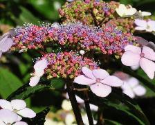 HydrangeaserrataBluebirdcloseupflowervnn