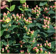 Hypericum calycinum hertshooi