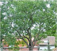Juglans regia walnoot volwassen boom