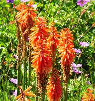 KniphofiaCoralFlamecloseupfoto