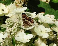 LandkaartjevlinderopbloemHydrangeapaniculataMagicalFlame