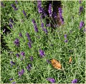 Lavandula angustifolia Muntstead