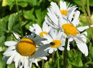 LeucanthemumvulgareMaikoniginweidemargriet