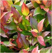 LeucothoeaxilarisScarlettaSenseherfstkleuren