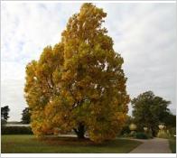 Liriodendron tulipifera fastigiatum