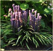 Liriope muscari 