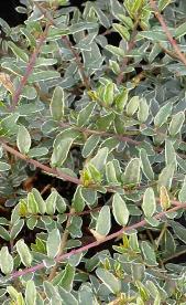 Lonicera nitida 'Silver Beauty'