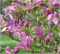 MagnoliaSUSANVN