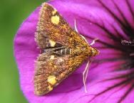 Muntvlinder Pyraus taaurata op Geranium Ann Folkard 