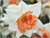 Narcissus 'Candy Princess' closeupvn