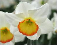 Narcissus 'Raspberry Ring' closeup vnn