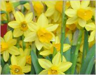 Narcissus_'Tete_a_Tete'_in pot