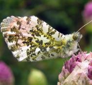 Oranjetipje Anthocharis cardamines zittend op sierui