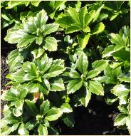 Pachysandra terminalis 'Green Carpet' ook mooi in volle zon