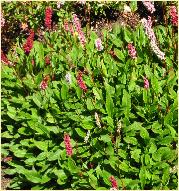 Persicaria affinis 'Superba' habitus vn