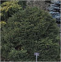 Picea abies 'Brabant'