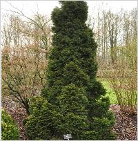 Picea abies 'Clanbrassilianana' habitus