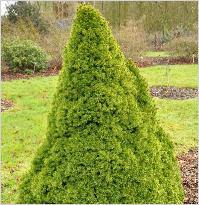 Picea abies 'Conica Aurea' habitus