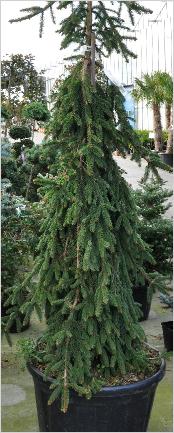 Picea abies 'Inversa'