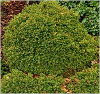 Picea abies 'Little Gem' habitus