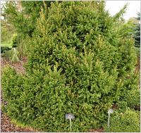 Picea abies 'Microsperma' habitus