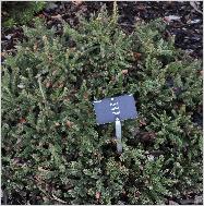 Picea abies 'Push'