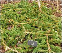 Picea abies 'Reflexa'