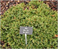 Picea abies 'Rosengarten' habitus