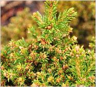 Picea abies 'Van Bemmels Dwarf 'closeupbladeren