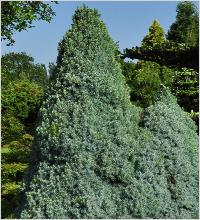 Picea glauca 'Arnesons BlueVariegated' habitus leen