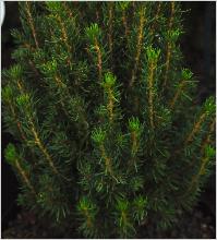 Picea glauca 'Laurin'