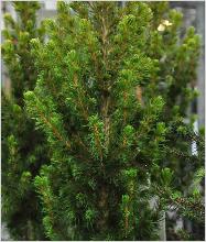 Picea glauca 'Rainbows'End" 3