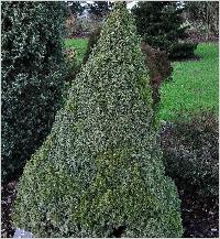 Picea glauca 'Sanders Blue'
