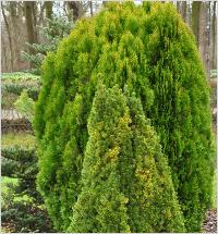 Picea glauca 'Zuckerhut' habitus