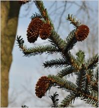 Picea jezoensis kegels VN